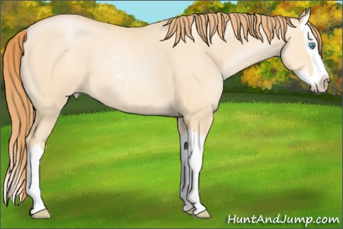 Horse Color: Buckskin Pearl Dun Sabino Splash 