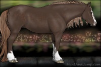 Horse Color:Liver Chestnut Sabino 