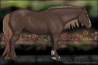 Horse Color:Liver Chestnut Sabino 
