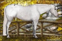 Horse Color:Silver Brown Appaloosa