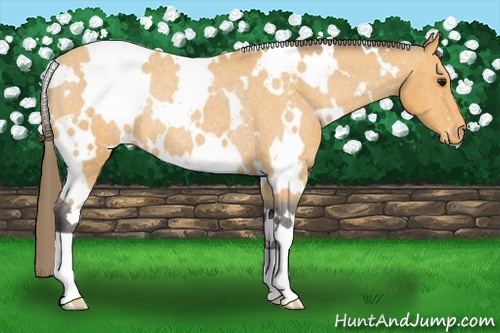 Horse Color:White Spotted Buckskin Appaloosa Rabicano