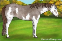 Horse Color:White Spotted Liver Red Roan Splash