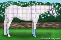 Horse Color:Plaid Cremello Ice Sabino