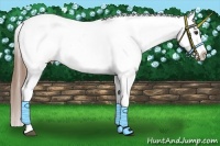 Horse Color:Chestnut Appaloosa