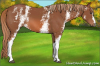 Horse Color:White Spotted Liver Chestnut