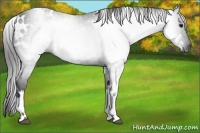 Horse Color:Gray White Spotted Black