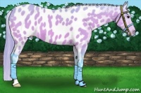 Horse Color:Watercolor Bay Dun Appaloosa 