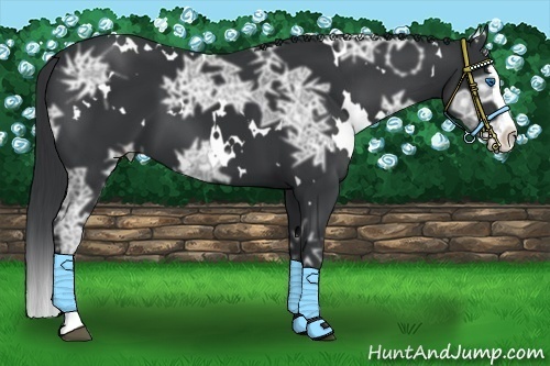 Horse Color: White Spotted Black Ice Sabino Splash 