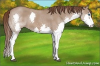 Horse Color:White Spotted Liver Red Dun Splash 