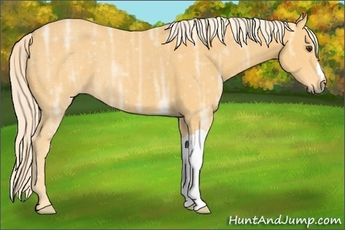 Horse Color: Palomino Ice 