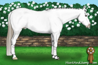 Horse Color:Buckskin Splash Snowcap 