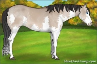 Horse Color:White Spotted Bay Dun Splash 