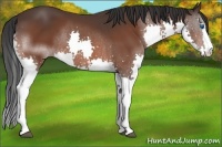 Horse Color:White Spotted Bay Splash 