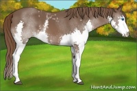 Horse Color:White Spotted Liver Chestnut Splash 