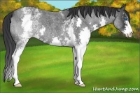 Horse Color:White Spotted Blue Roan Splash 