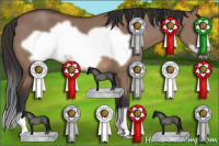 Horse Color:Bay Dun Frame 