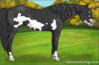 Horse Color:Black Frame 