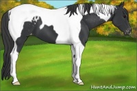 Horse Color:Black Tobiano Blanket 