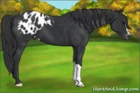 Horse Color:Black Appaloosa 