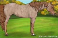 Horse Color:Red Roan 