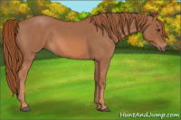 Horse Color:Red Roan 