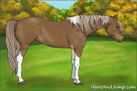 Horse Color:Chocolate Palomino Tobiano 