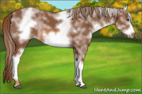 Horse Color:White Spotted Chestnut Frame