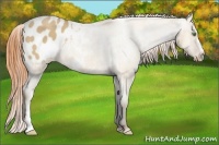 Horse Color:Sable Cream Champagne Dun Appaloosa