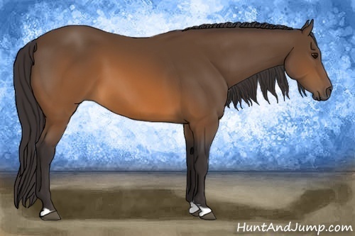 Horse Color: Buckskin 