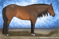 Horse Color:Buckskin 