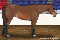 Horse Color:Bay 