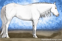 Horse Color:Gray White Spotted Amber Champagne Appaloosa
