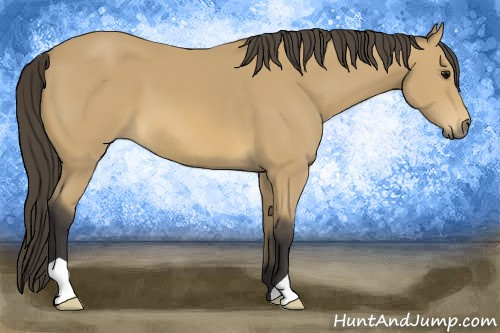 Horse Color: Buckskin 