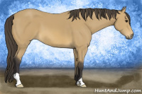 Horse Color:Buckskin 
