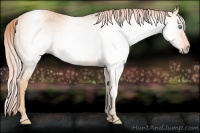 Horse Color:Gray Cremello 