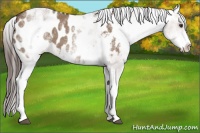 Horse Color:White Spotted Liver Red Dun Sabino Blanket 