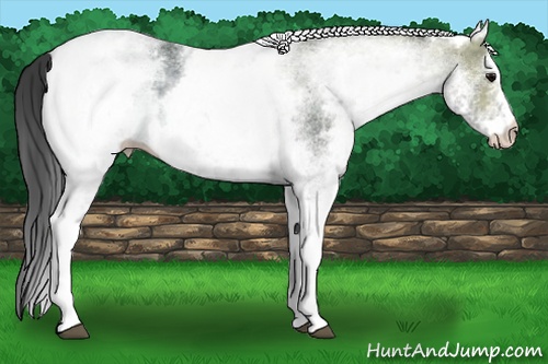 Horse Color: White Spotted Black Ice 