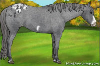 Horse Color:Brown Frame Appaloosa 