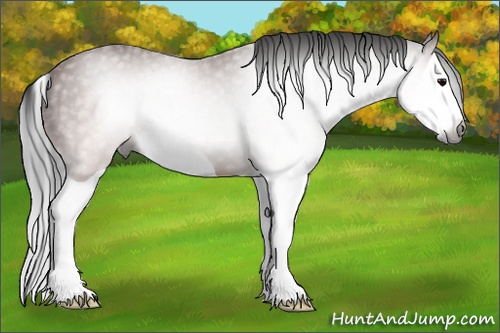Horse Color:Gray Brown Splash 