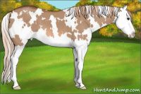 Horse Color:White Spotted Red Dun Splash 