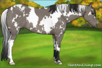 Horse Color:White Spotted Grullo