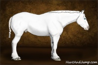 Horse Color:Smoky Creme Roan Appaloosa