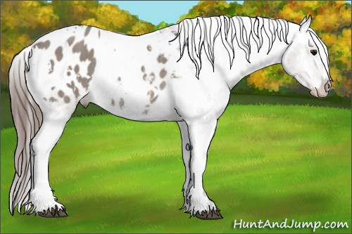 Horse Color: White Spotted Grullo Blanket Rabicano 