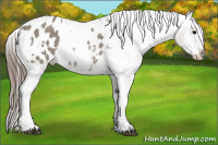 Horse Color:White Spotted Grullo Appaloosa Rabicano