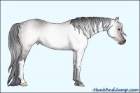 Horse Color:Gray Brown 