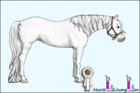 Horse Color:Gray Bay 