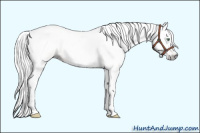 Horse Color:Gray Silver Amber Cream Champagne Dun