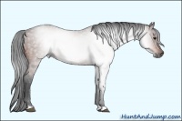 Horse Color:Gray Bay 