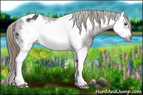 Horse Color: Smoky Black Splash Frame Varnish 