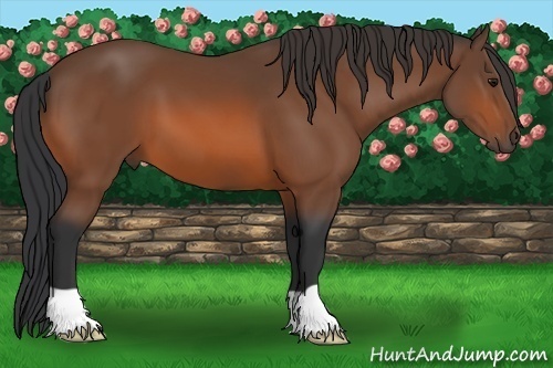 Horse Color: Unknown 